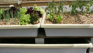 Grow beds with sump tank underneath 
