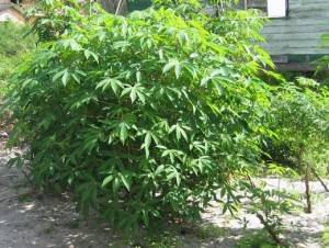 cassava-leaves