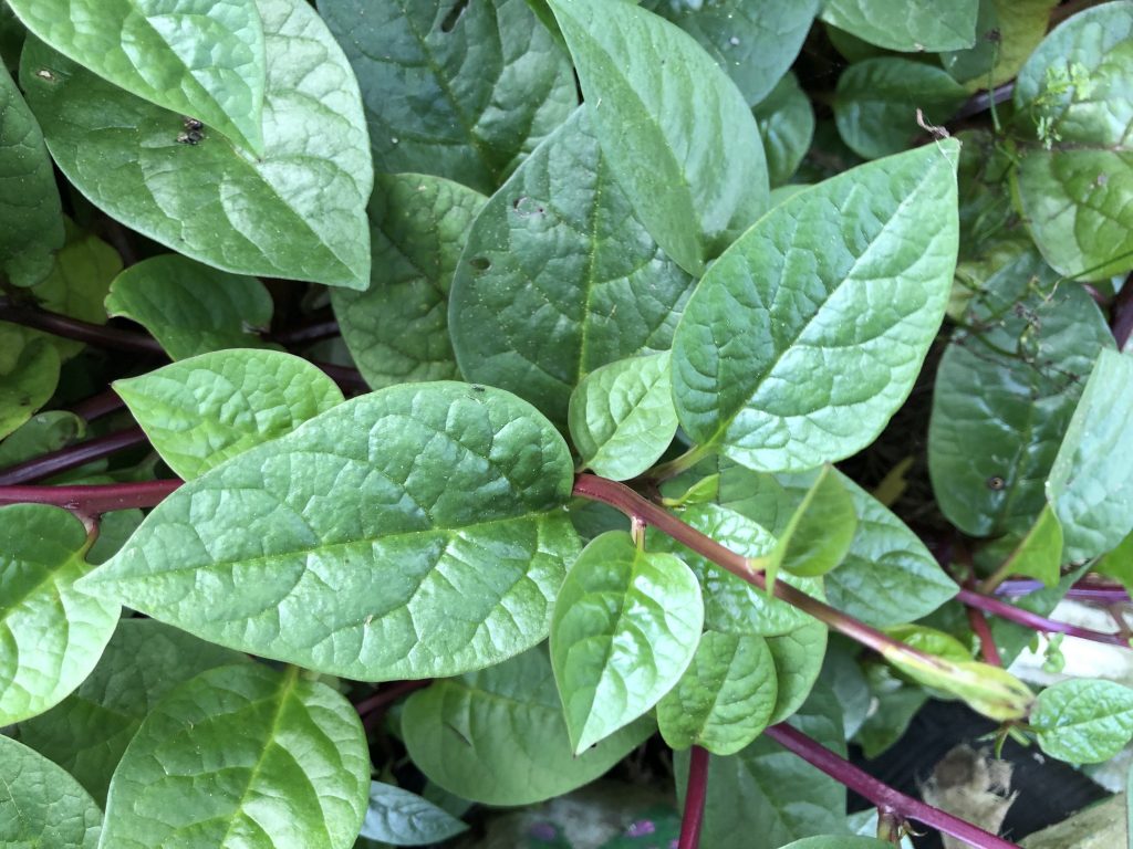 Ceylon Spinach Yandina Community Gardens