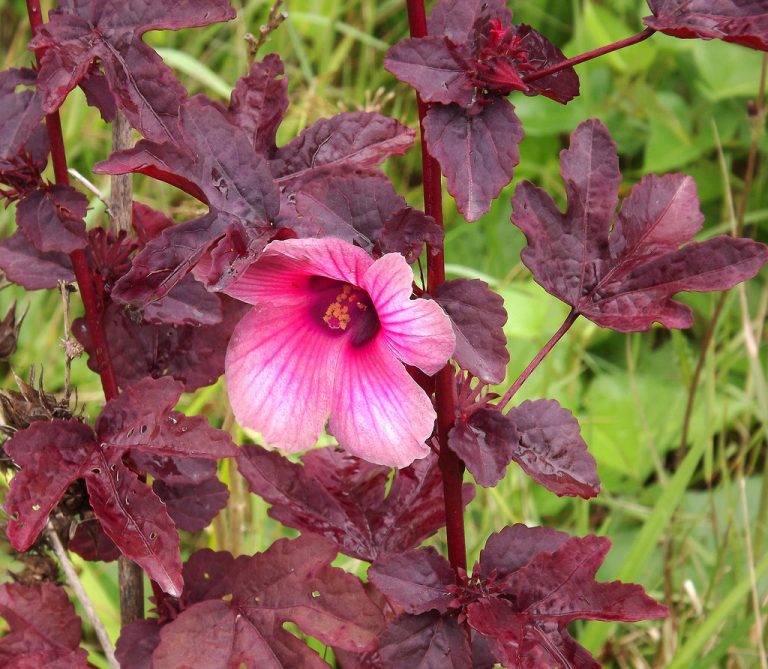 Hibiscus Plant Seeds Perennial Perennial Flower Seeds Indoor