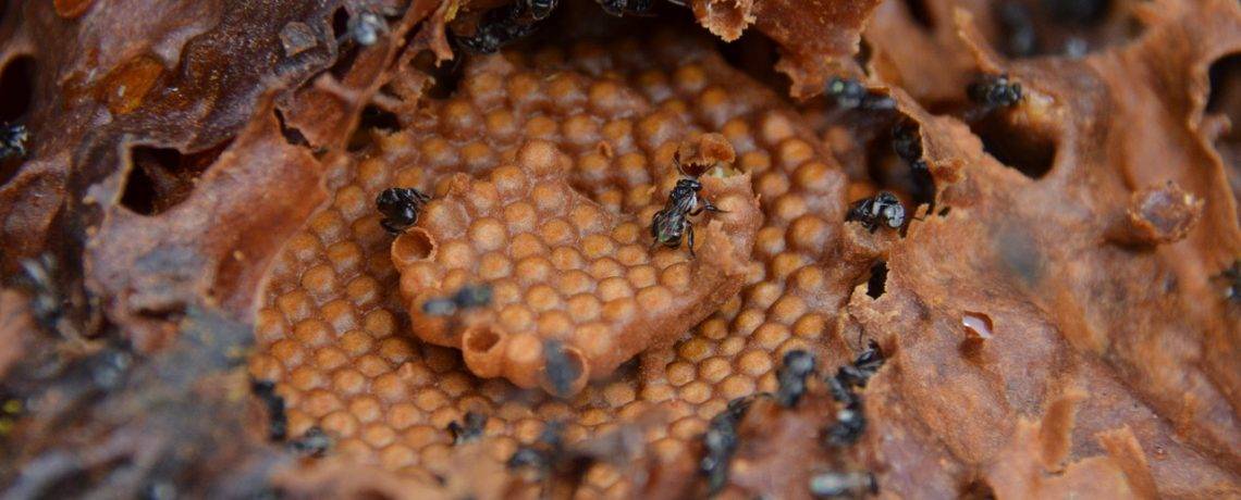 Saturday, 21 March 2020, 9-11.30am Splitting your Australian Stingless Beehive with Mel Marx