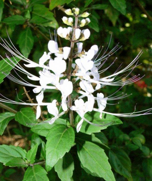 Cats Whiskers (Orthosiphon aristatus) | Yandina Community Gardens