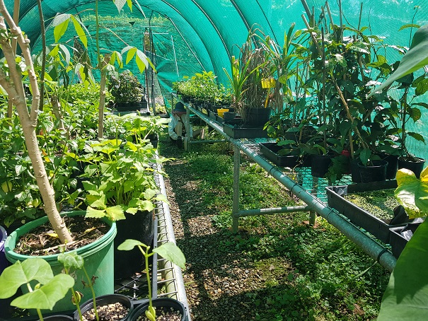 Saturday 19th October 2024 - Plant Propagation