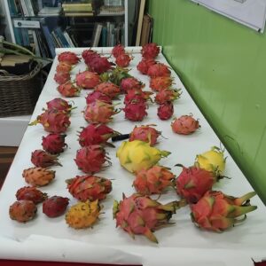 Saturday 25 Oct - Everything Dragonfruit