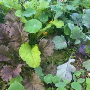 Saturday 4 Oct, 1 Nov, 6 Dec - What is Permaculture?
