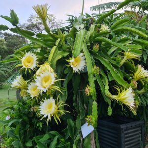 Sat February 28 2026 - How To Grow Dragon Fruit